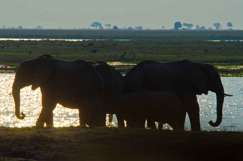 47 - Botswana - elefantes - parque nacional de Chobe